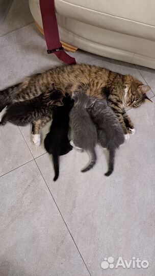 Красивые котята от умной кошки