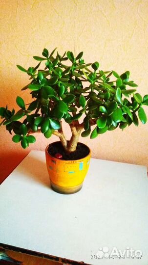 Денежное дерево (Толстянка )