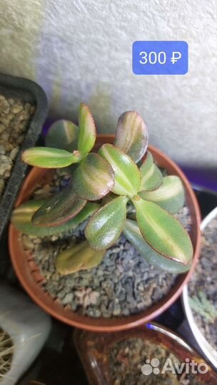 Кактусы и суккуленты разные часть 1