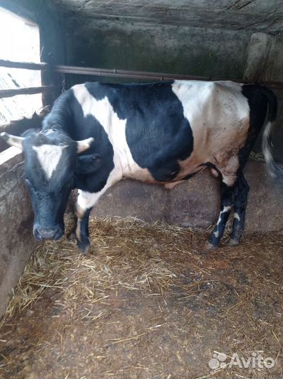 Бык на мясо