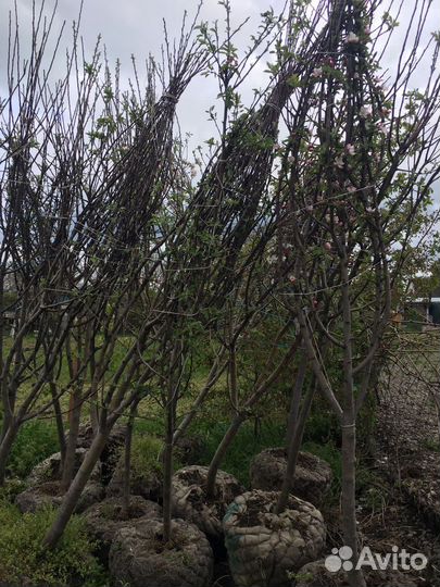 Плодовые деревья крупномер