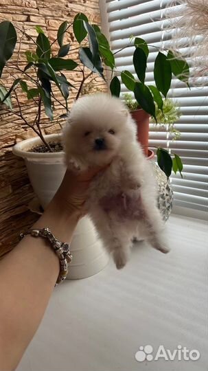 Щенки шпица mini мишка