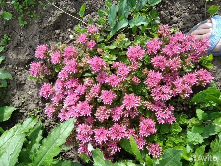 Садовые многолетники