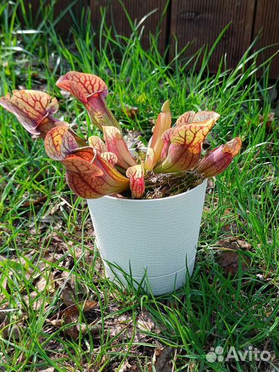 Хищник Саррацения, 5 сортов