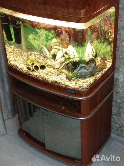 Аквариум с обитателями и инвентарем
