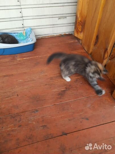 Отдам котят в добрые руки