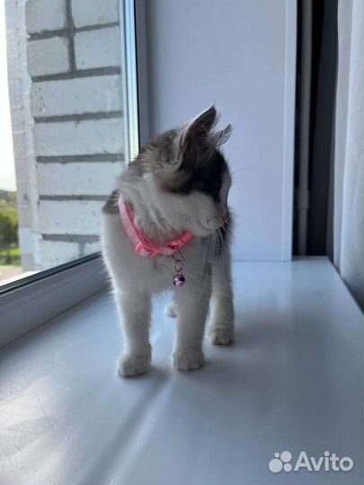 Кошка в дар