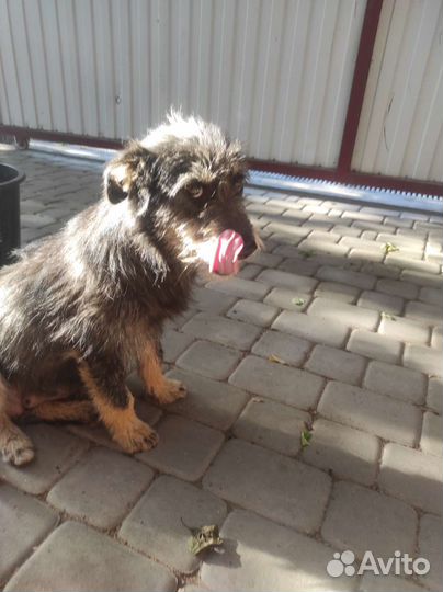 Собака в добрые руки отдам бесплатно