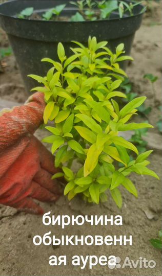 Уличные и комнатные растения