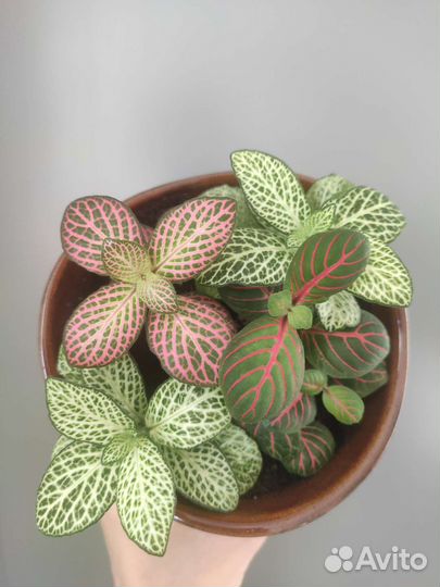 Фиалка замик фикус клузия филодендрон антуриум