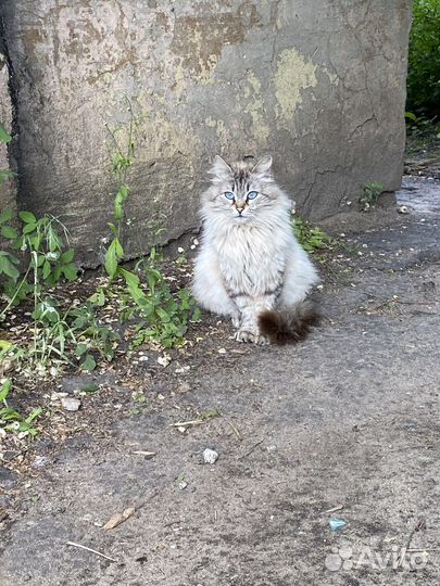 Кошки в добрые руки бесплатно