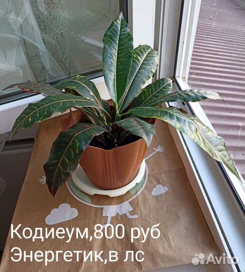 Кодиеум кротон