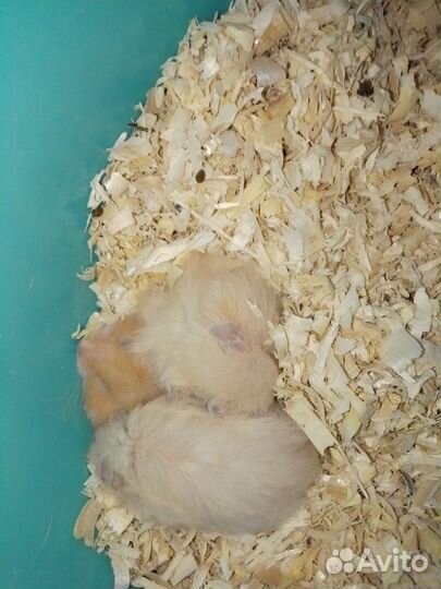 Малыши сирийских хомячков