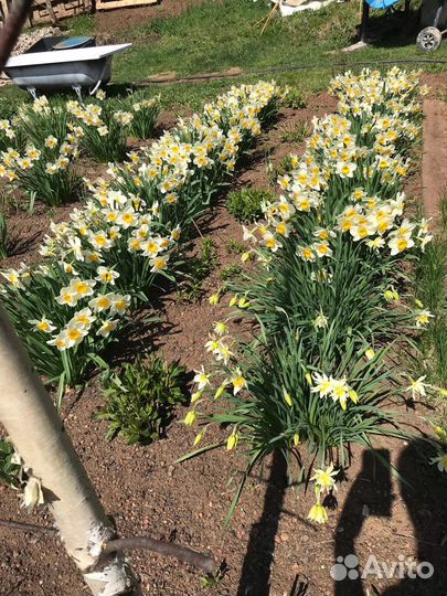 Луковицы нарциссов