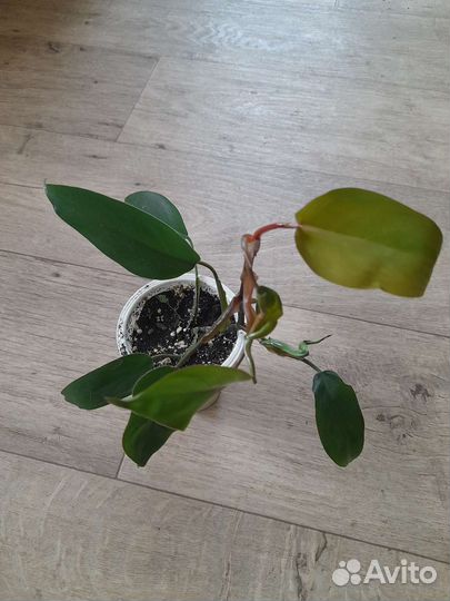 Филодендрон