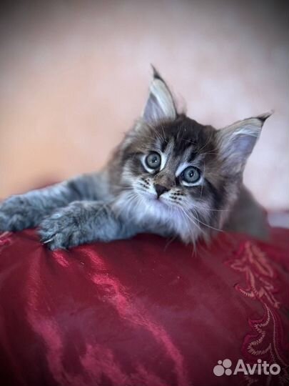 Котята мейнкуна