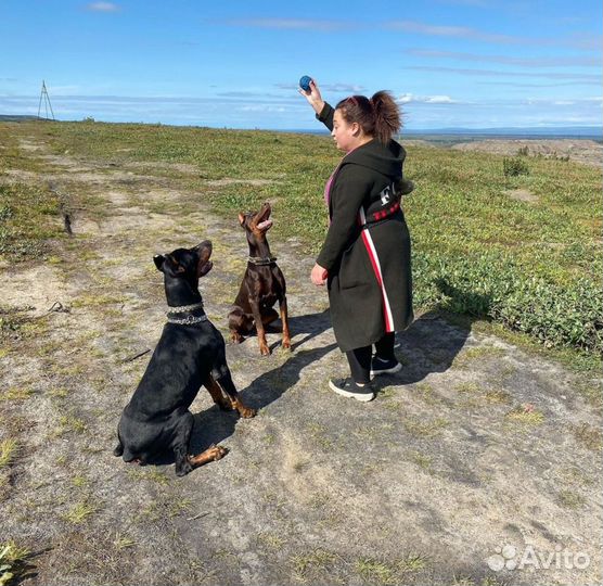 Передержка для домашних животных