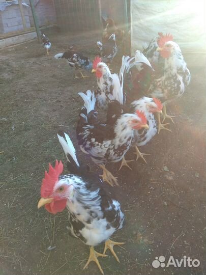 Петушки породы Леггорн Долматинцы