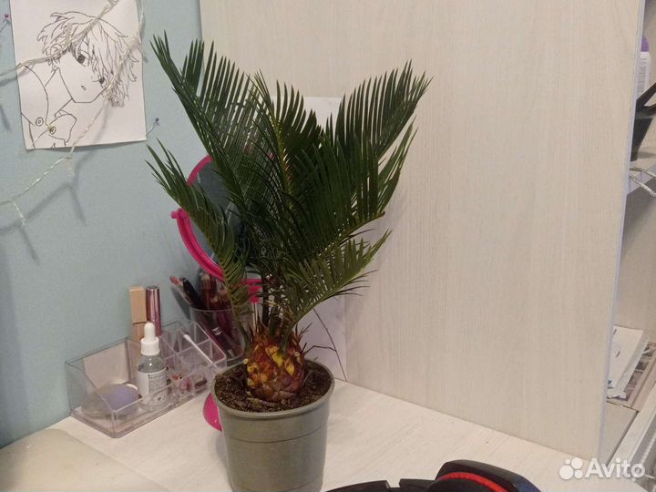 Пальма саговник (цикас)