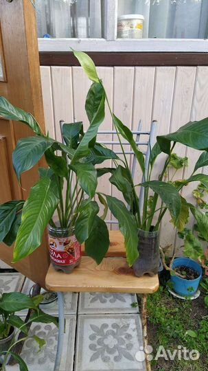 Спатифиллум, свежая рассадка