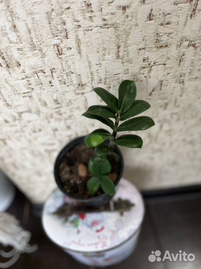 Замиокулькас зензи