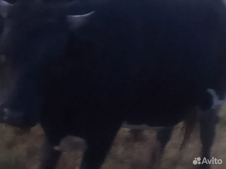 Быки на мясо или живым весом