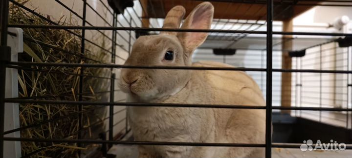 Крольчиха Карликовый Рекс, стерилизованная