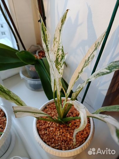 Спатифиллум пестролистный