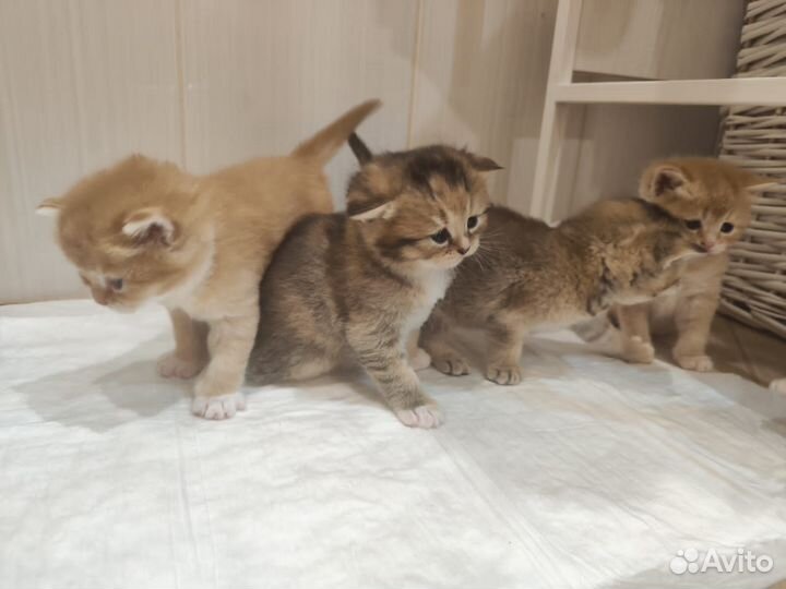 Котята в добрые руки приучены к лотку