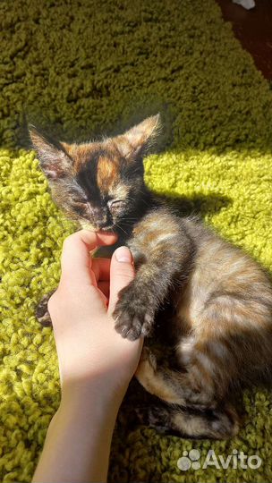 Котенок девочка с необычной расцветкой