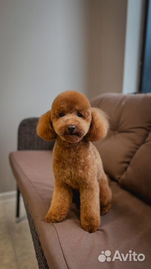 Груминг бесплатно