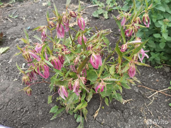 Колокольчик Пинк Октопус