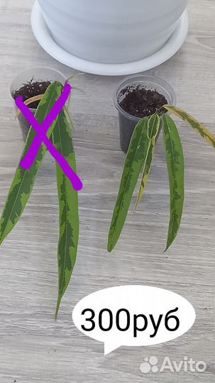 Сортовые фикусы