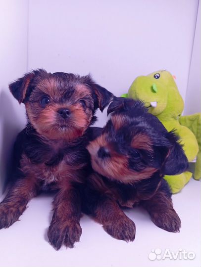 Йоркширский терьер щенки