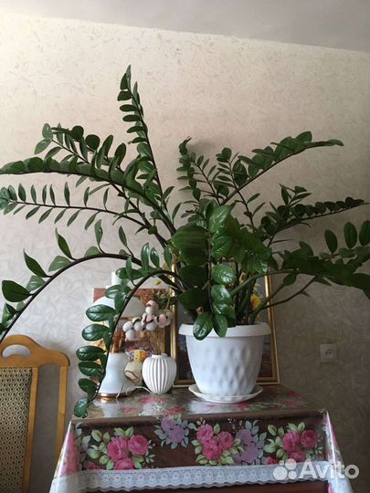 Замиокулькас долларовое дерево