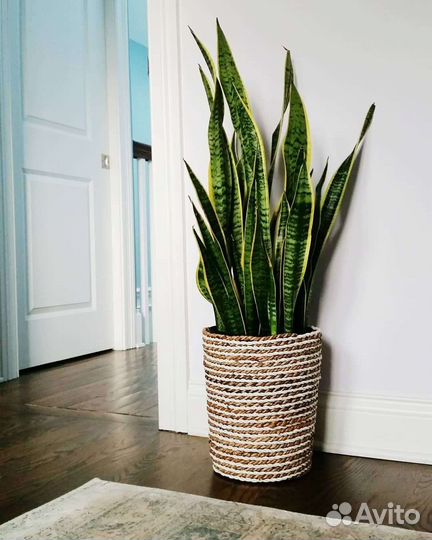 Сансевиерия Лауренти (с желтой каймой)