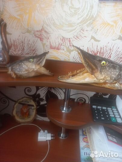 Чучело головы щуки