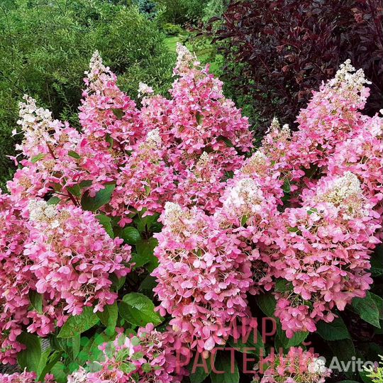 Гортензия метельчатая розовая леди pink lady