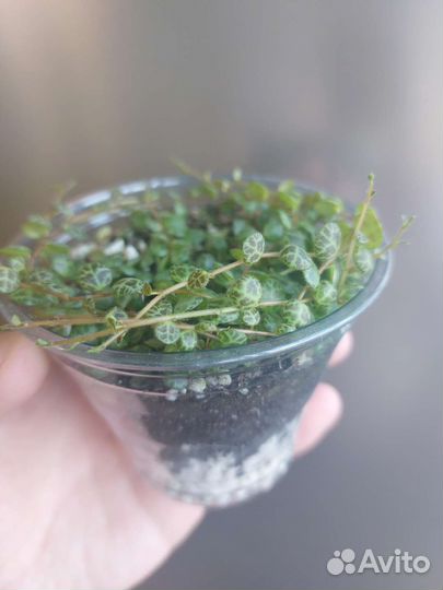 Пеперомия прострата