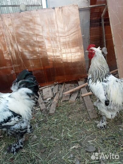 Цыплята,петушки и утки обмен на корм