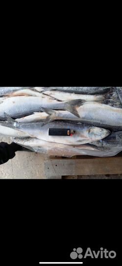 Свежемороженная сельдь