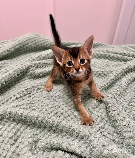 Абиссинские котята