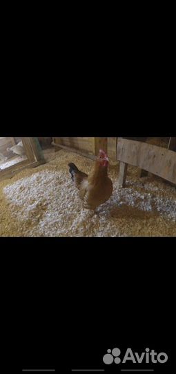 Подстилка из липы