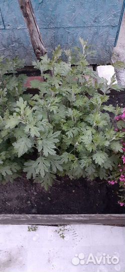 Хризантема