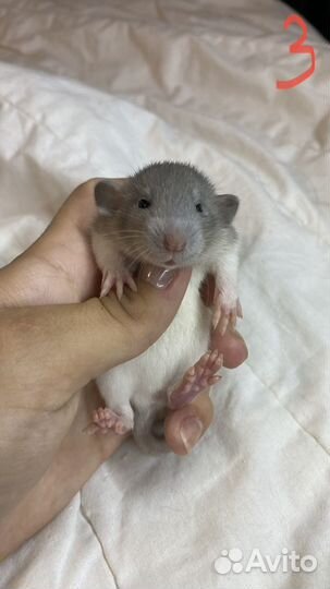 Крысята дамбо из питомника. Карточка крысенка, чек