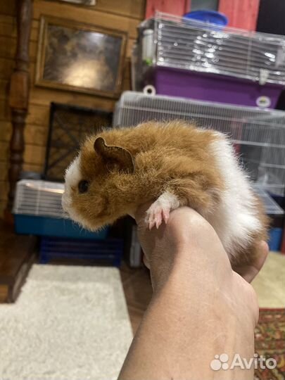 Малыш Тедди