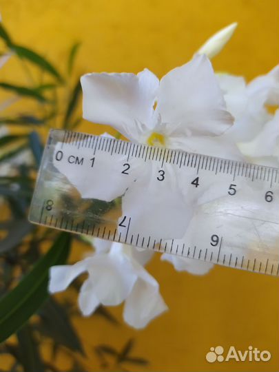 Олеандры растения