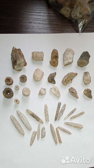 Окаменелости