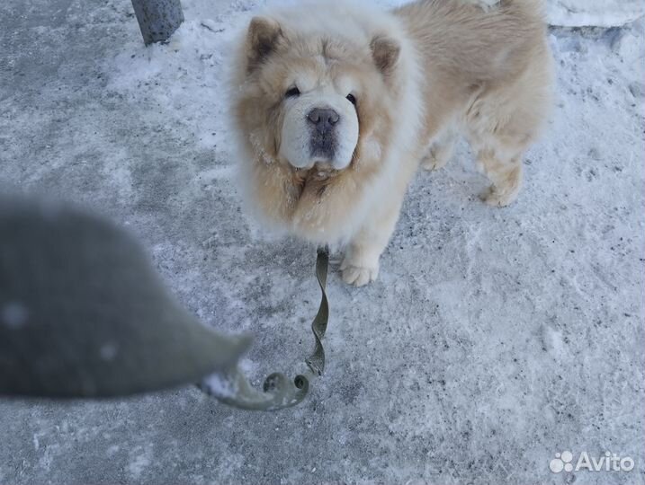 Выгульщик собак