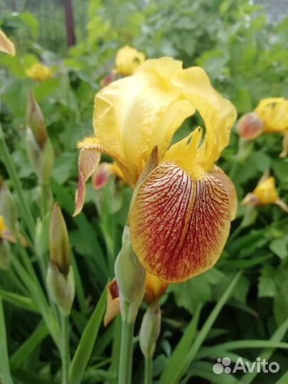 Ирис желтый